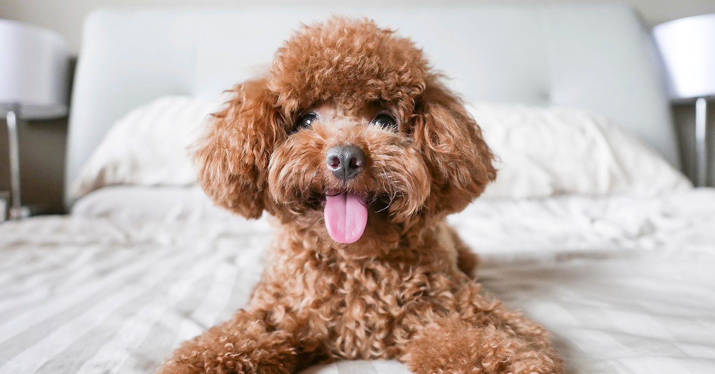 what is the difference between hypoallergenic and non allergenic dogs