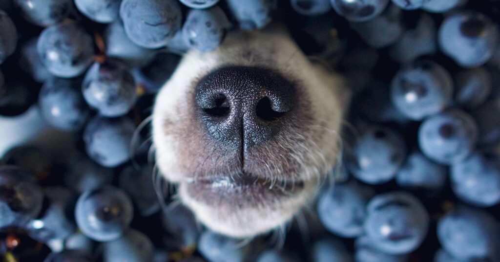 dog's snout poking out of blueberries