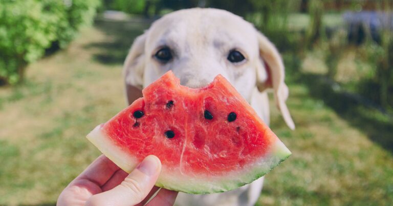 Can Dogs Eat Watermelon? Nutritional Insights — Pumpkin®