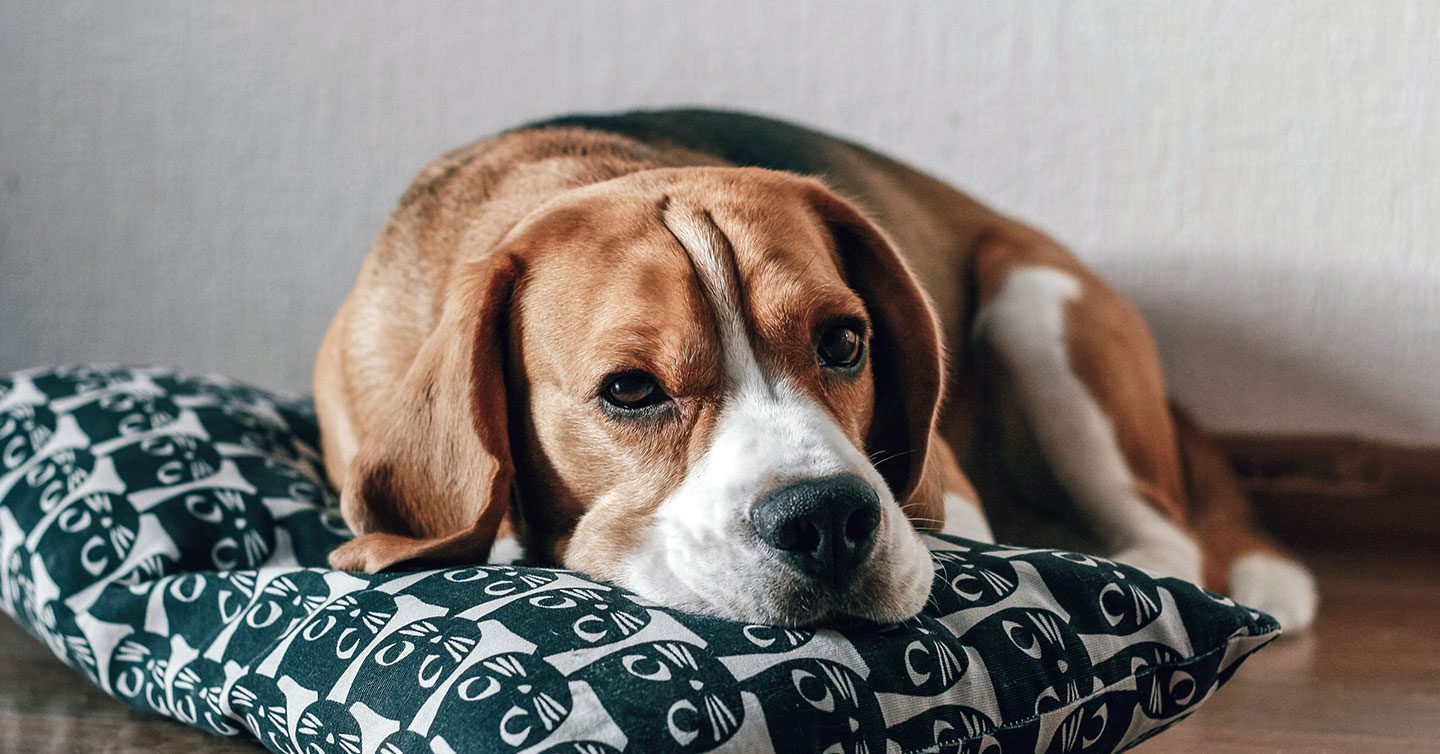 Breeds 101: Hound Dogs - Prudent Pet Insurance