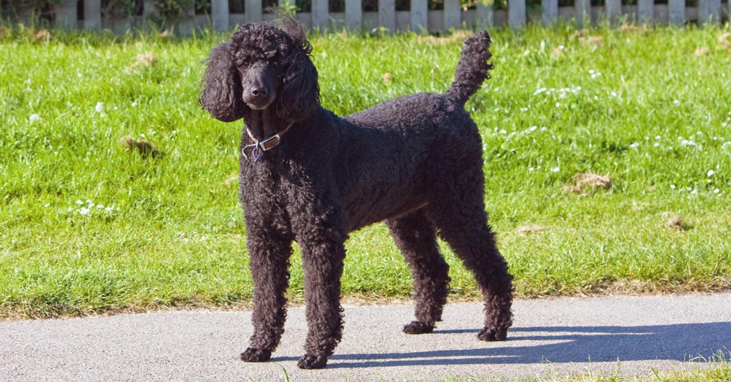 a poodle standing outside