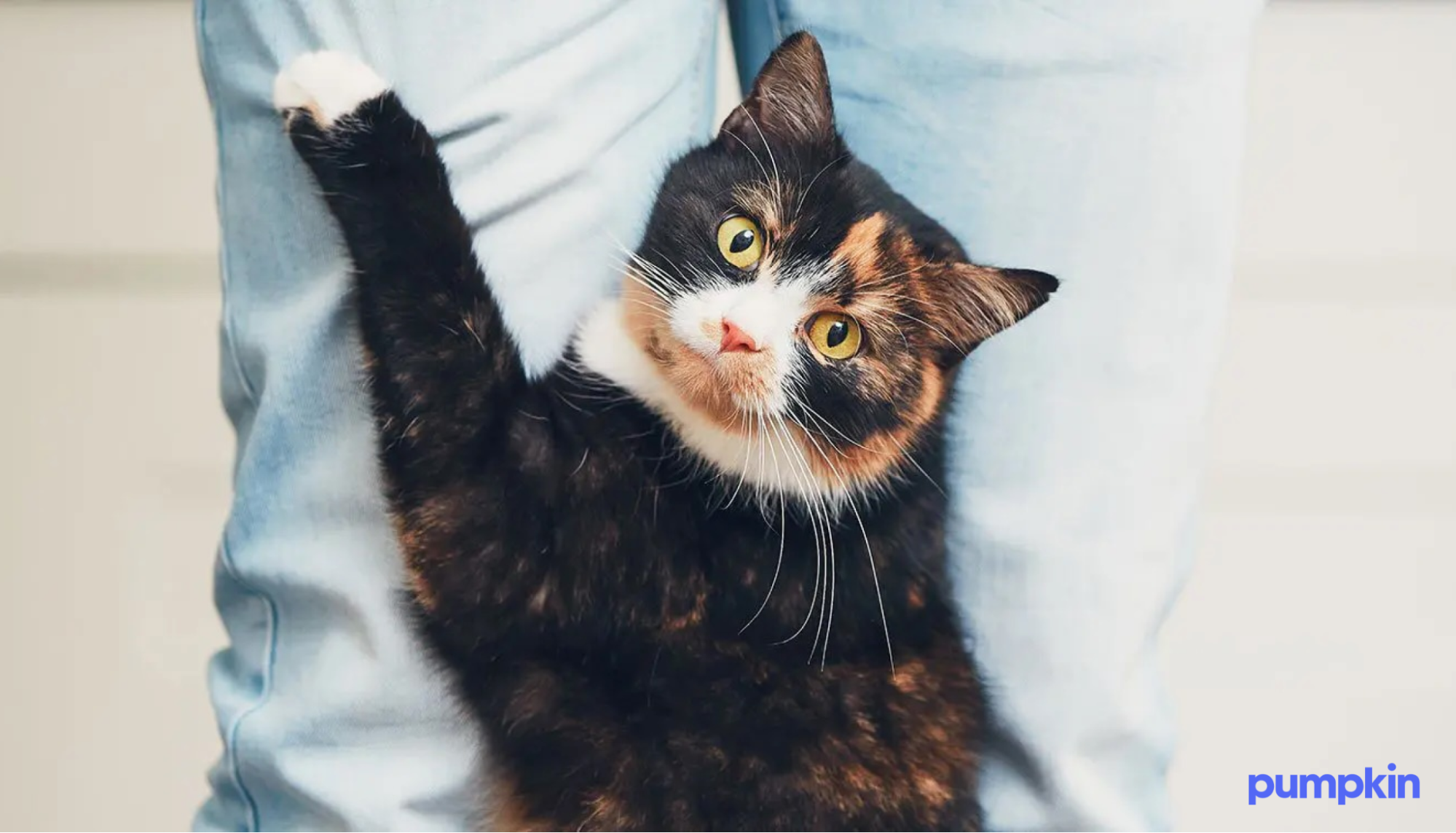 Cat clinging to person's leg