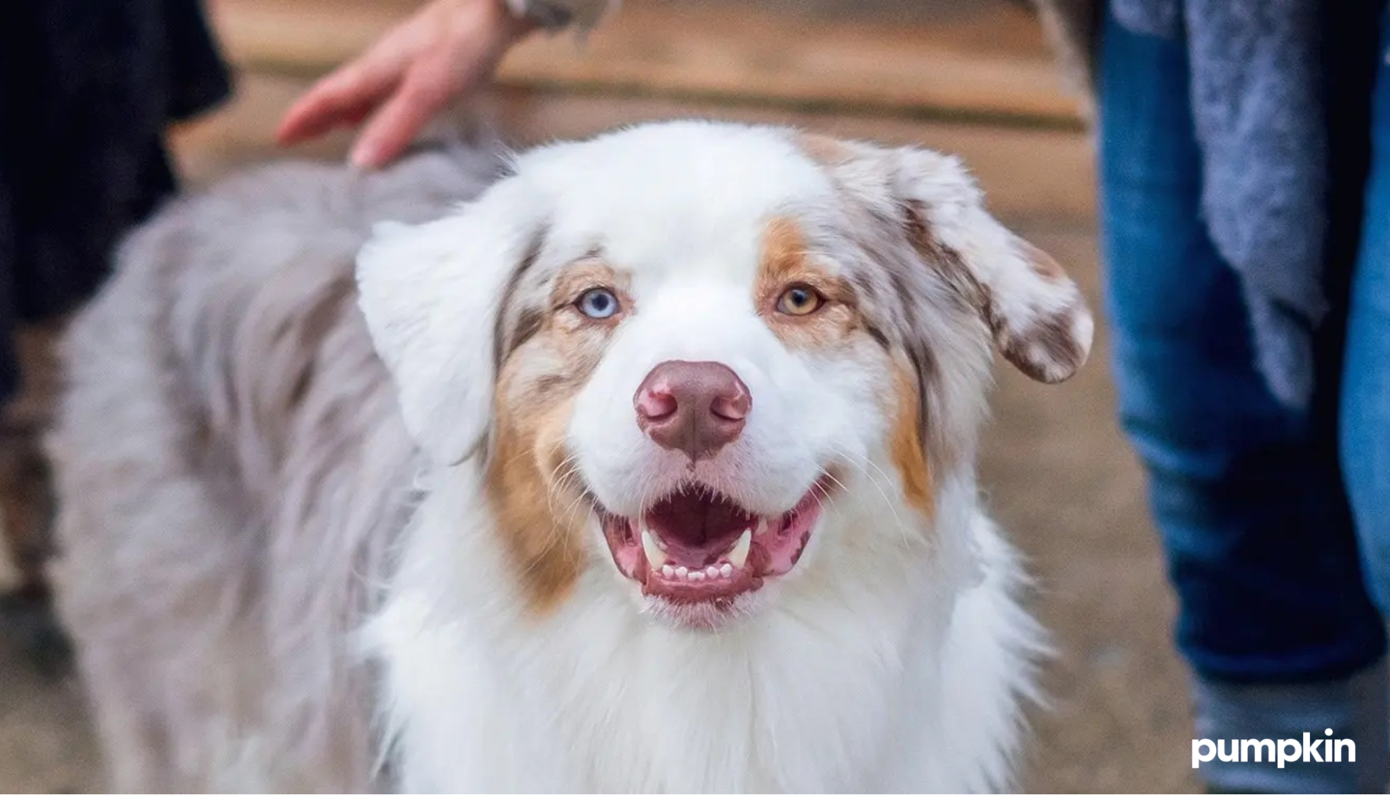 Dog staring directly at camera