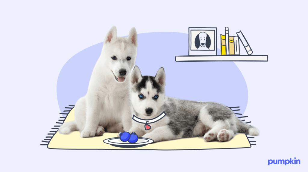 2 puppies sitting on a mat in front of a plate with 2 blueberries on it