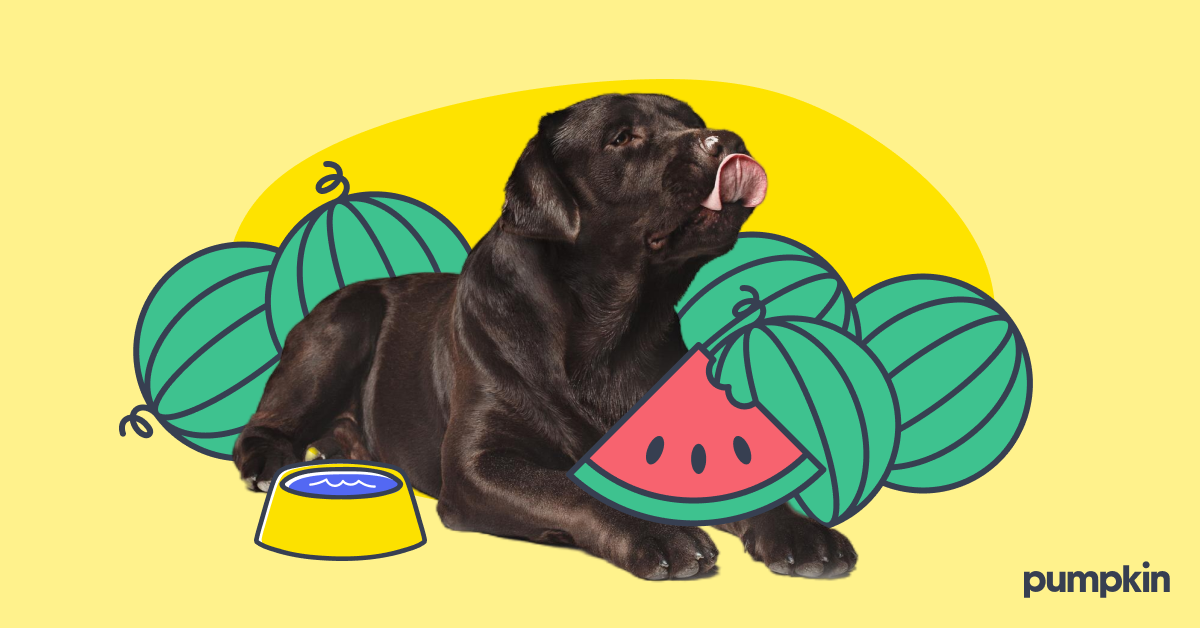 A dog eating watermelon