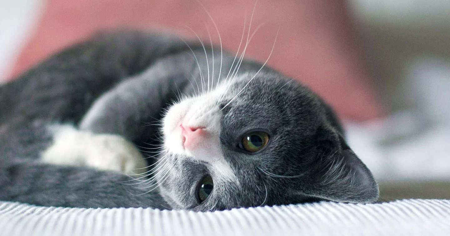 How long do cats live? Average lifespan and how to keep pets healthy.