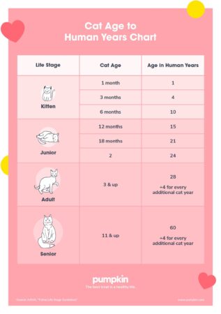 Cat Age Chart: How Old Is Your Cat In Human Years? - Pumpkin®