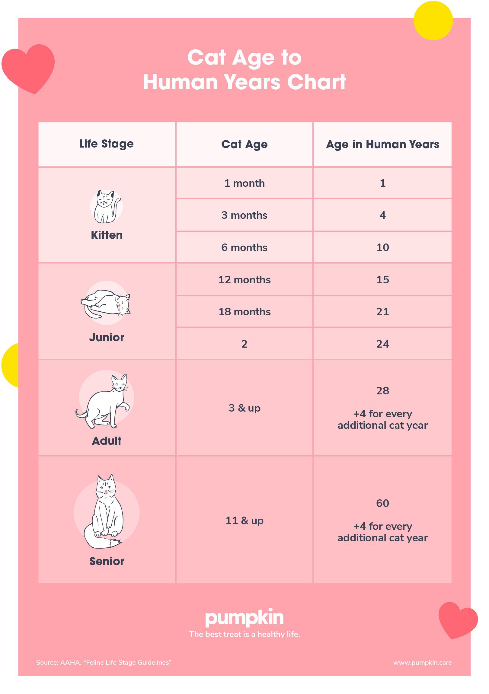 Are Cat Years Measured The Same As Dog Years