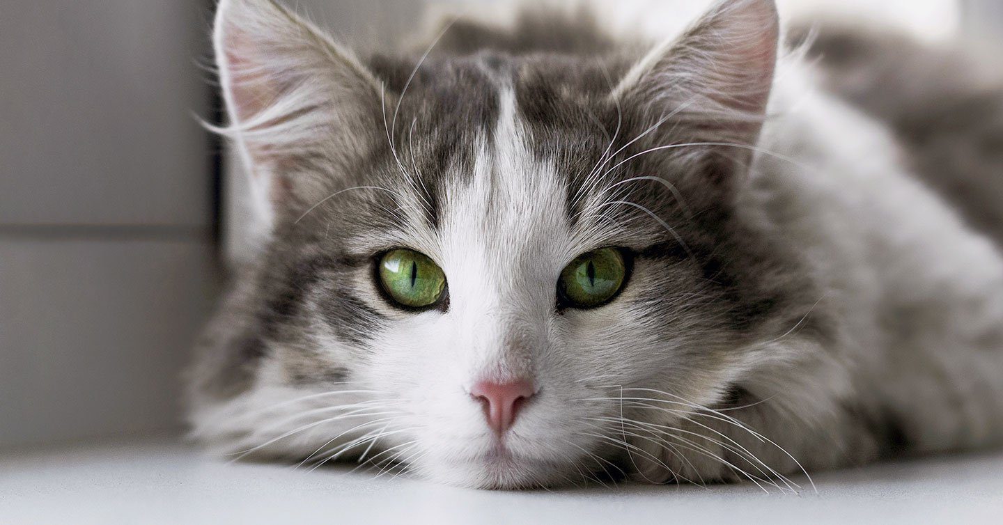 grey and white kitten with green eyes