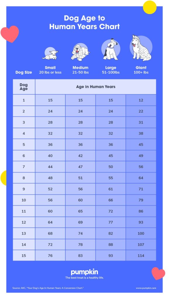 Dog Age Chart: How Old Is Your Dog In Human Years? - Pumpkin®