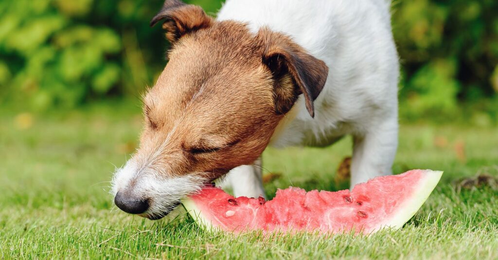 are-the-white-seeds-in-watermelon-bad-for-dogs-thedoginsight