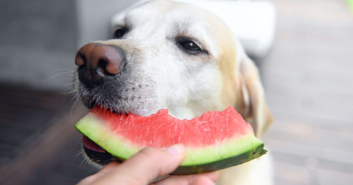 Can Dogs Eat Watermelon? Yes, But Lose The Seeds! - Pumpkin®