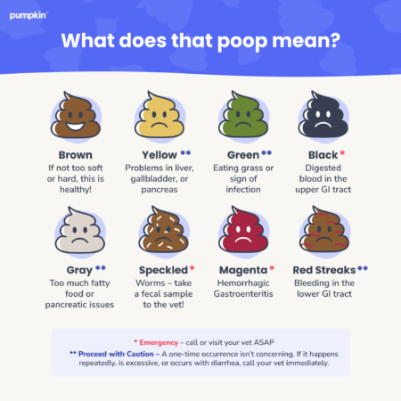 Why Is My Dog Pooping Blood? Causes & Actions — Pumpkin®