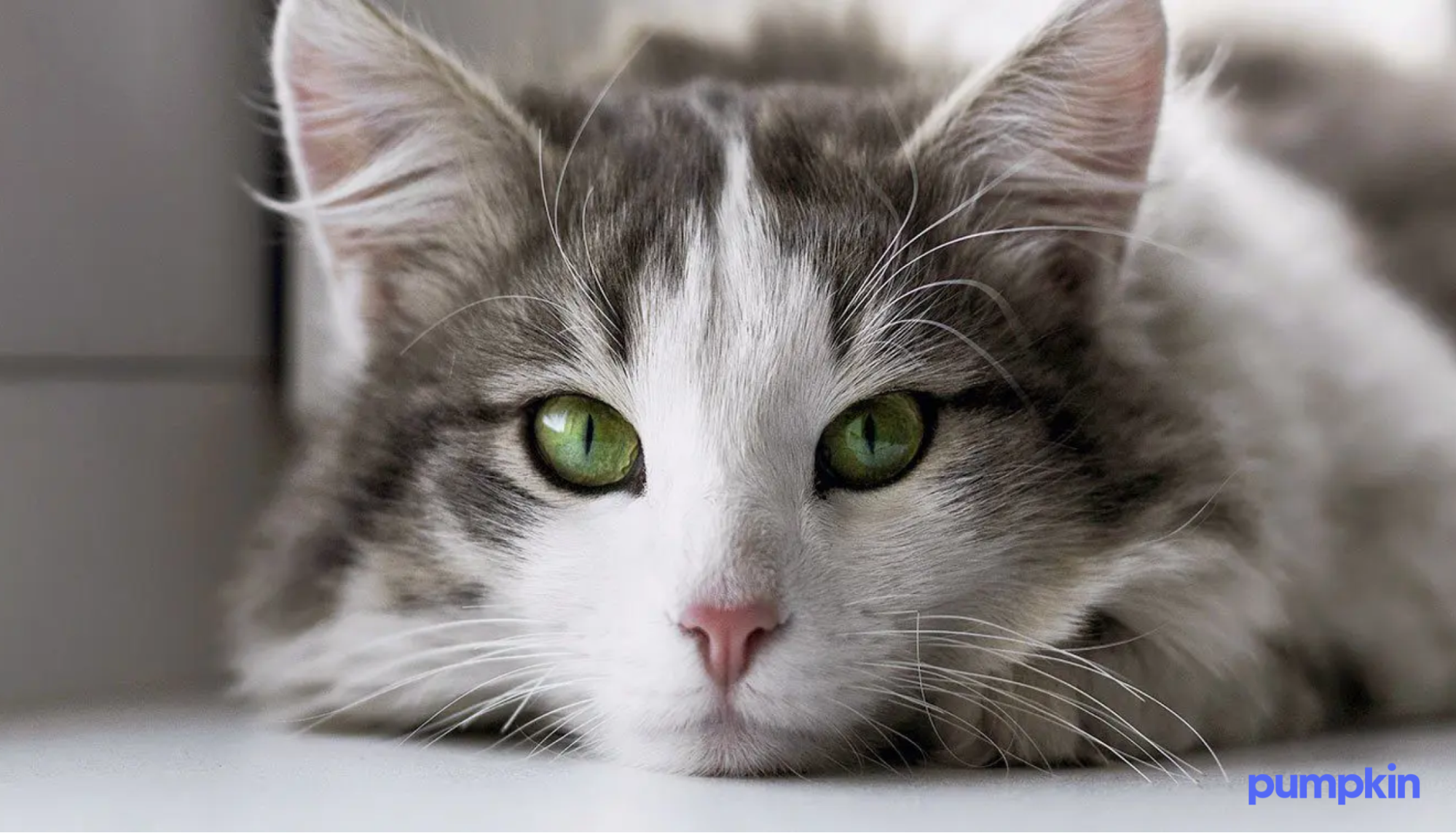 a gray cat with bright green eyes