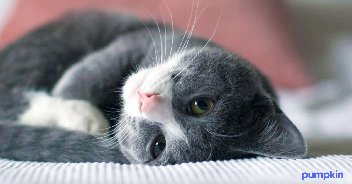 A grey cat on a bed