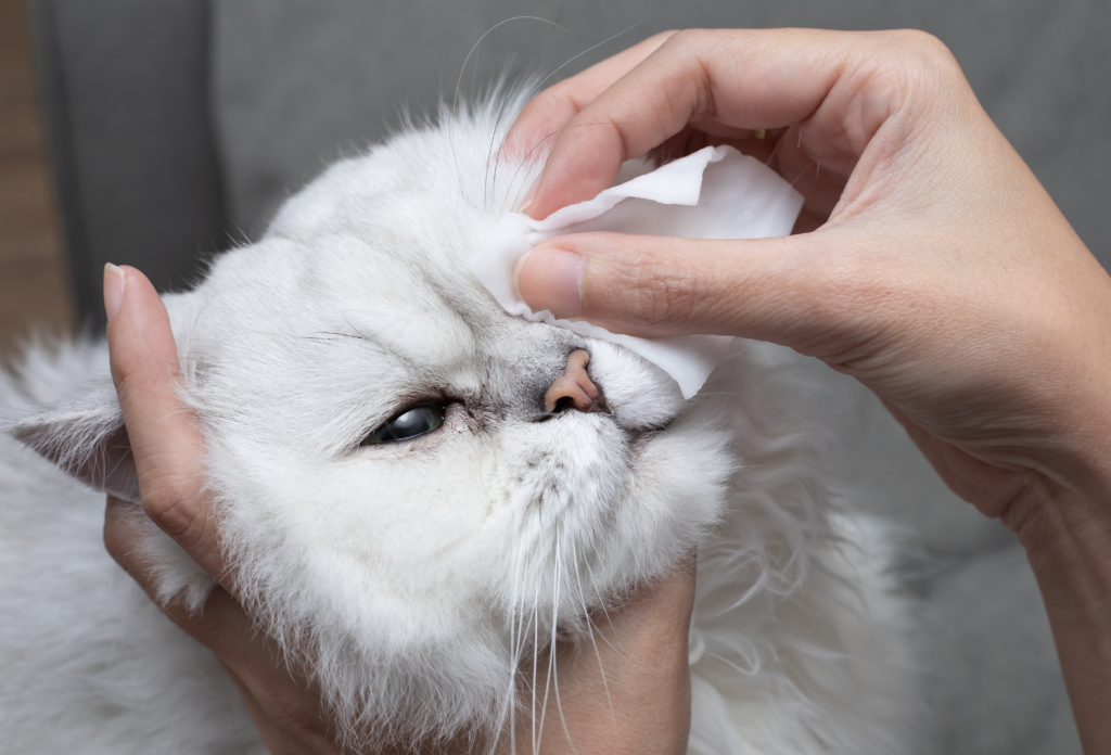 Think Your Cat Has An Eye Infection 5 Possible Causes — Pumpkin®