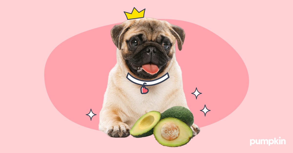 Dogs avocado safe best sale