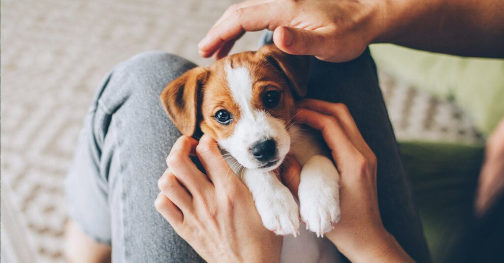 what do you need to buy for your first puppy