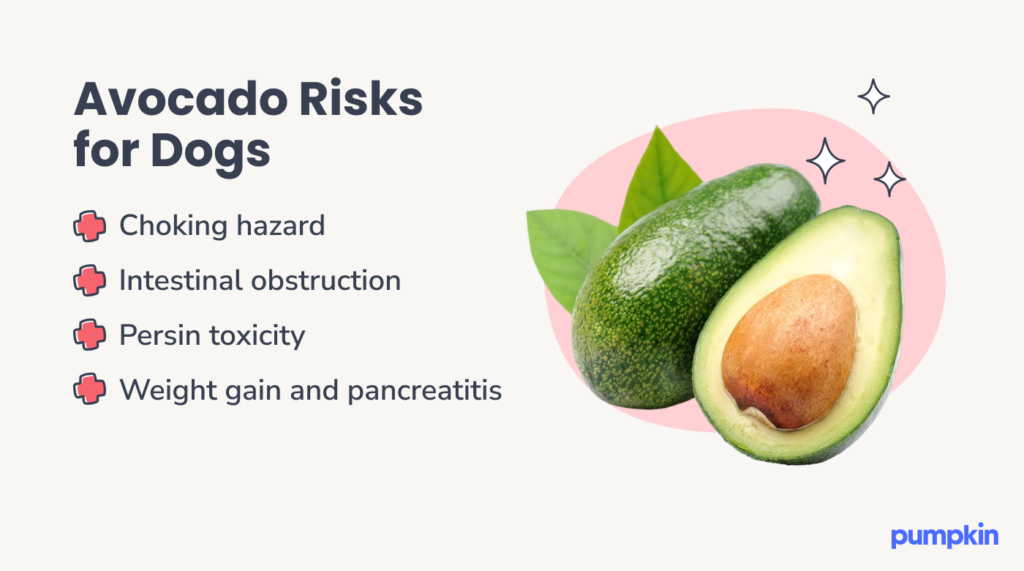 Can Dogs Eat Avocado Oil?: Benefits and Risks Explained