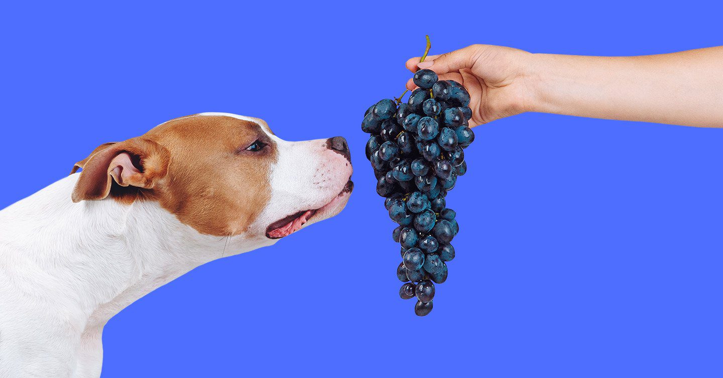 how many grapes will hurt a dog