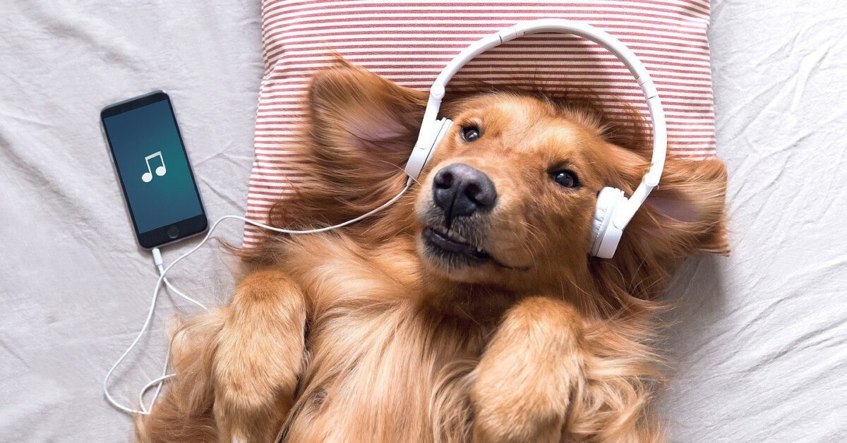 do dogs have favorite songs