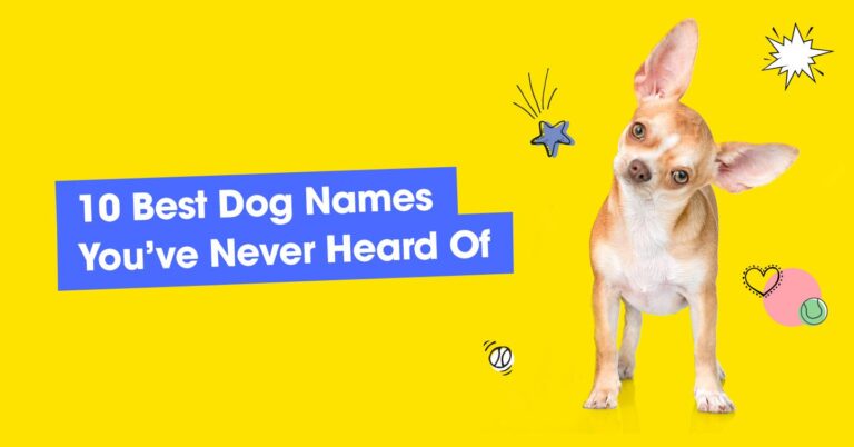 120 Pawesome Dog Names That Stand Out From The Pack — Pumpkin®