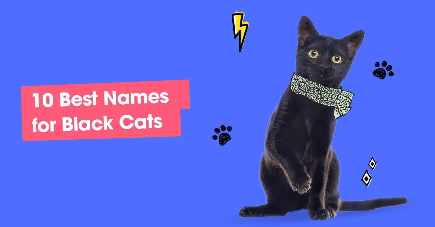 130-furbulous-cat-names-as-unique-as-your-new-kitty-pumpkin