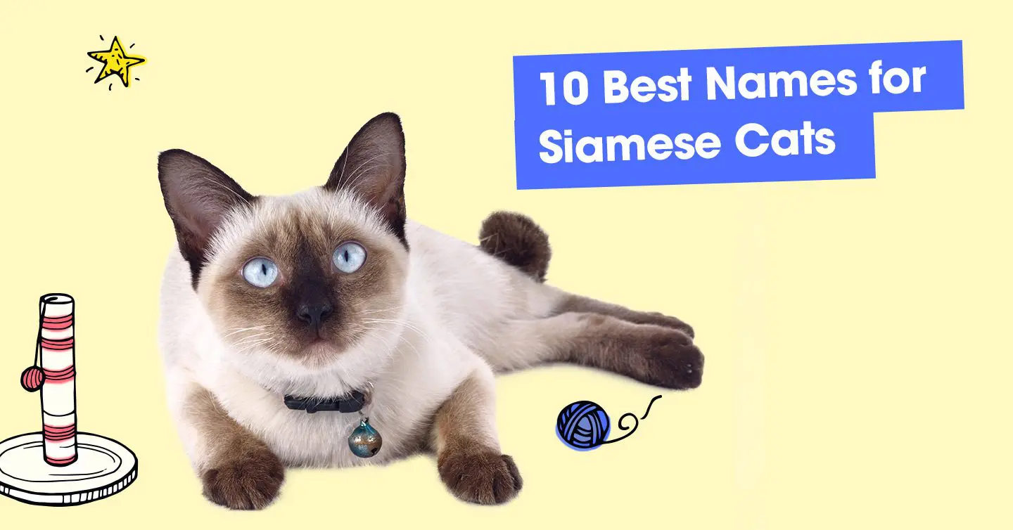 130 Furbulous Cat Names As Unique As Your New Kitty — Pumpkin®