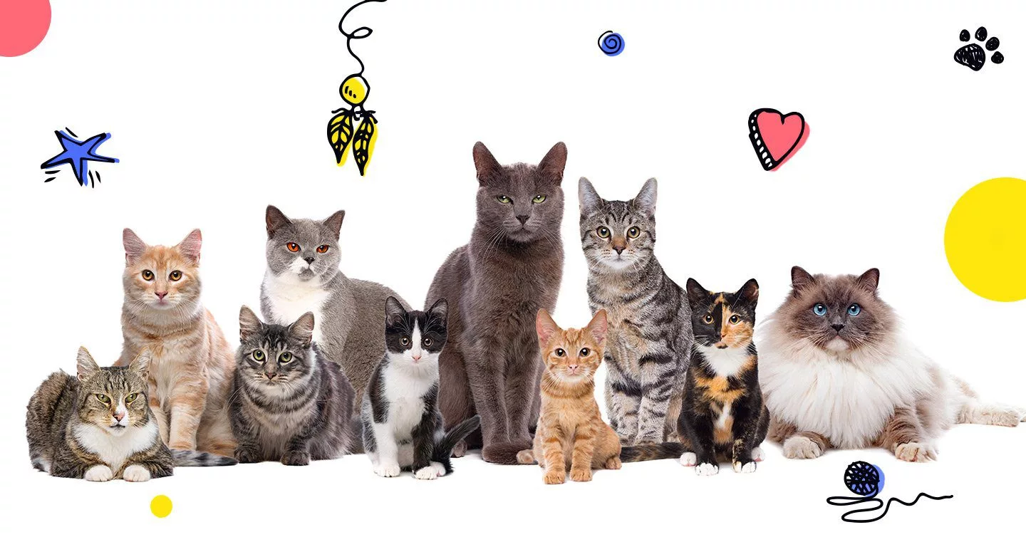 Designer creates cool cat clothing range for fashion forward felines