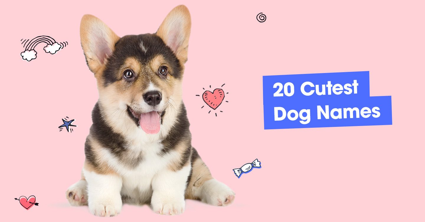 120 Pawesome Dog Names That Stand Out From The Pack - Pumpkin®