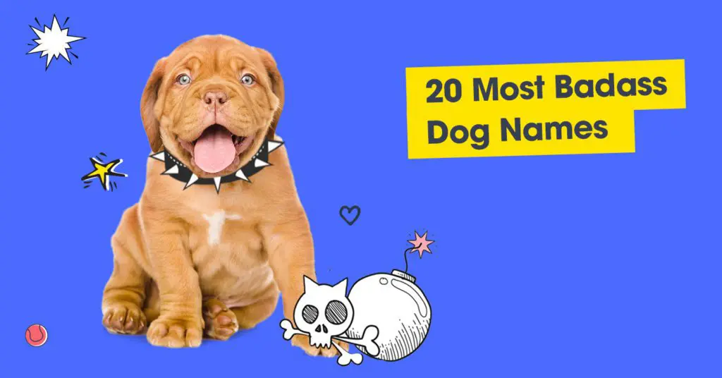 what is a cute name for a dog