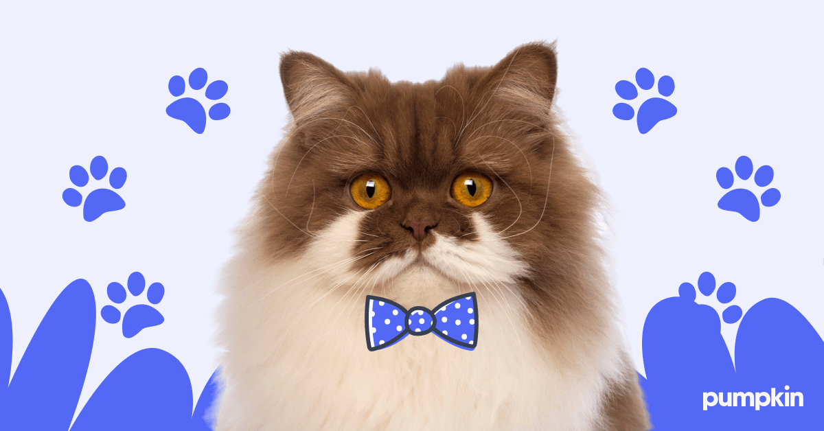 A male cat with a bowtie