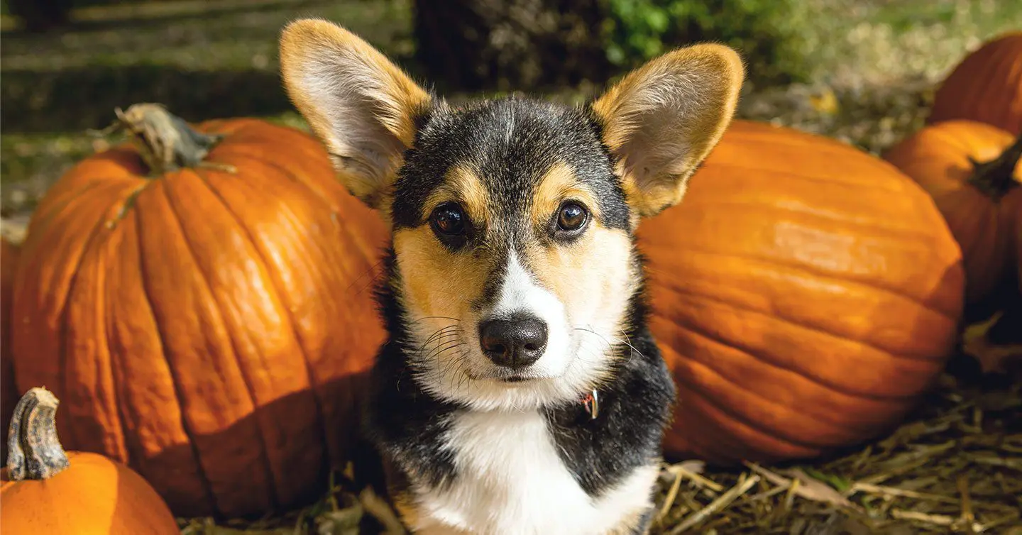 how much canned pumpkin do you give a puppy