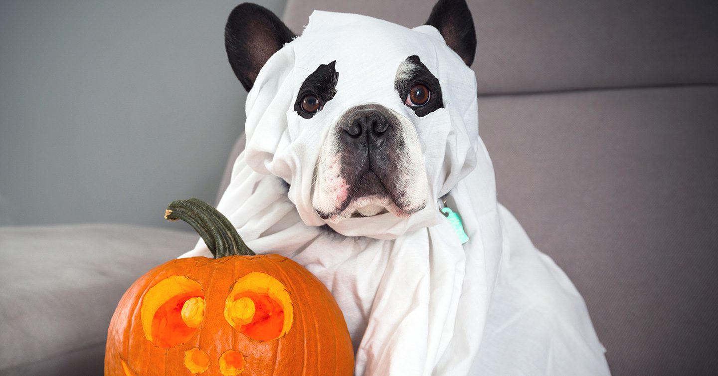 The Pawfect Halloween Costume To Celebrate Spooky Season with Your Fur-Baby  — Pumpkin®