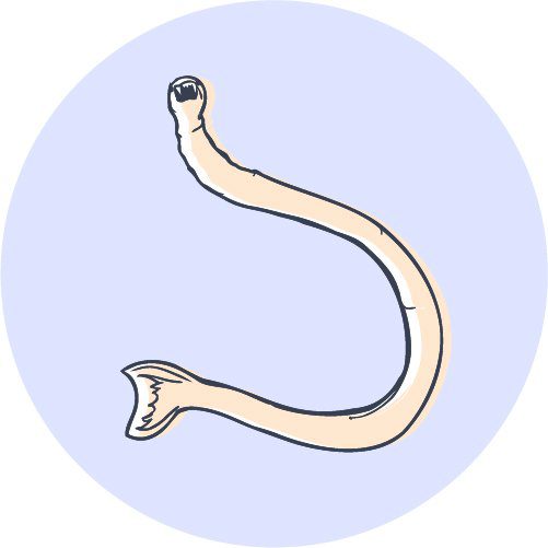 illustration of a hookworm