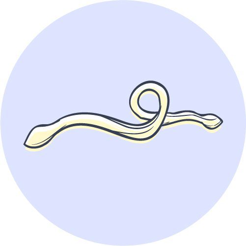 illustration of a roundworm parasite