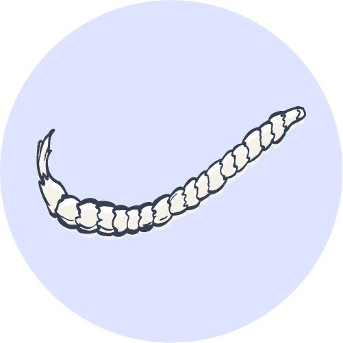 illustration of a tapeworm