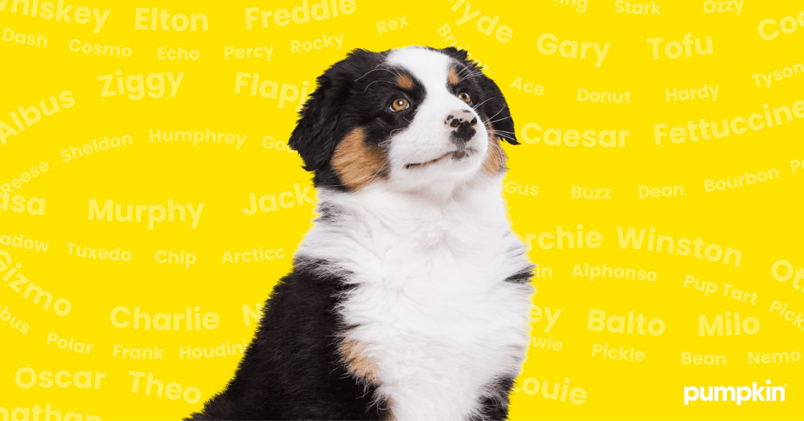 275 Unique Boy Dog Names Find the Perfect Name Pumpkin