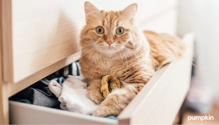 Orange cat laying in a drawer