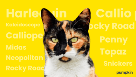 Calico cat in front of text with name ideas