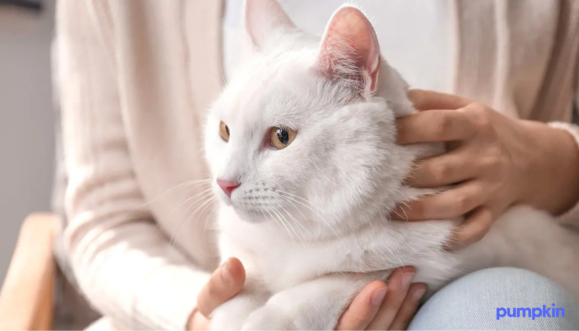 Fluffy white cat