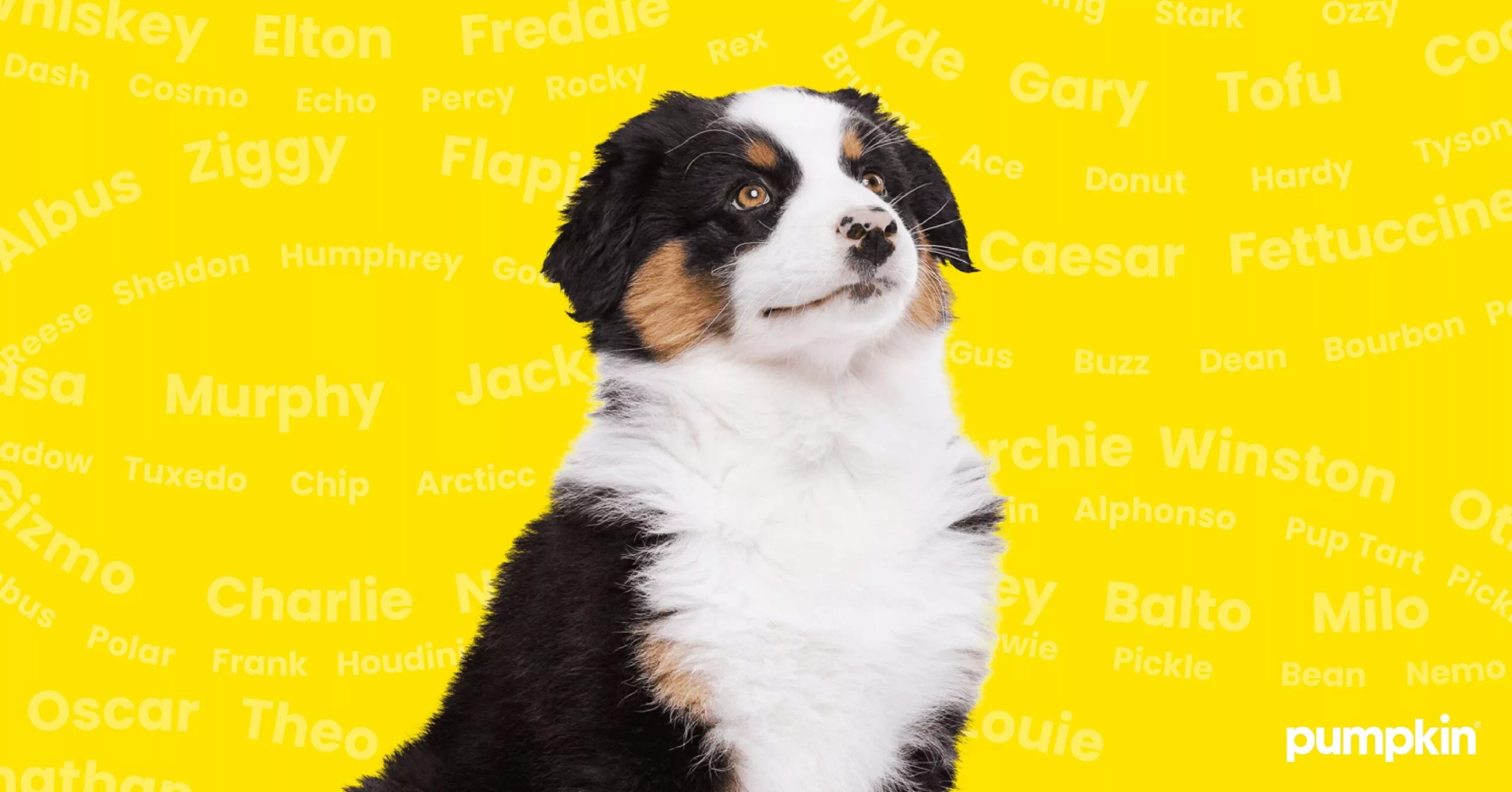 249 Unique Male Dog Names  Find Your Perfect Puppy Name! — Pumpkin®