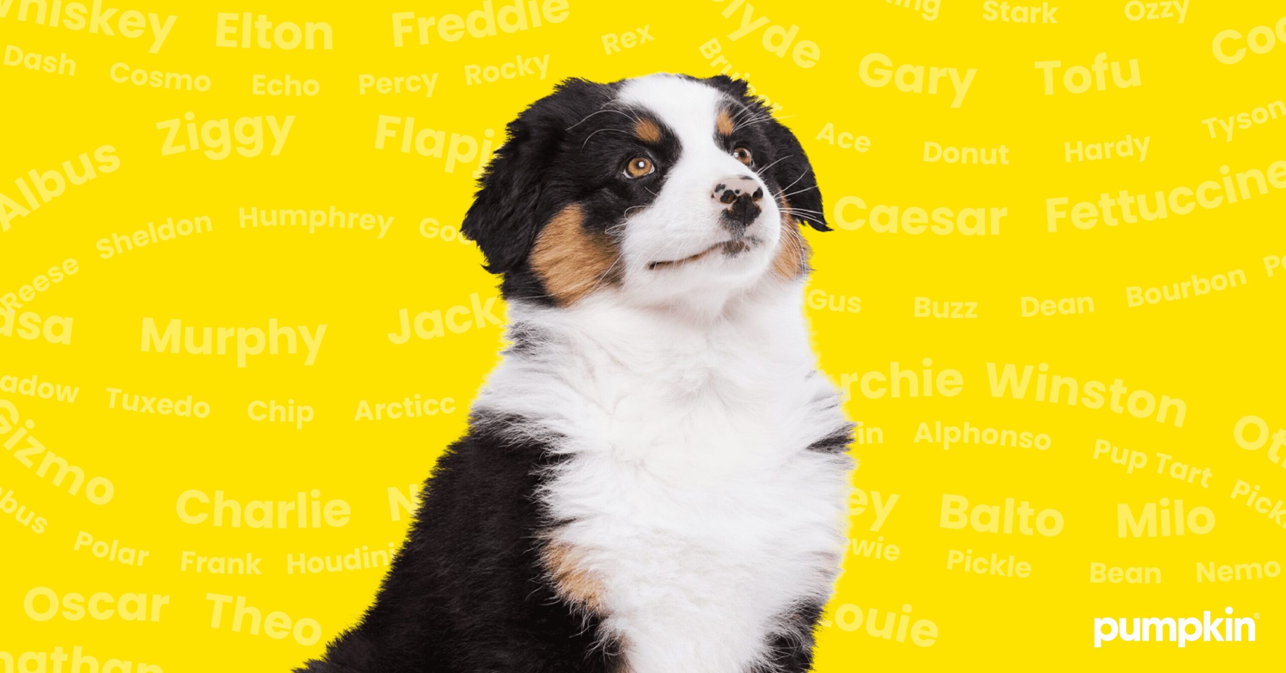 249 Unique Male Dog Names | Find Your Perfect Puppy Name! — Pumpkin®