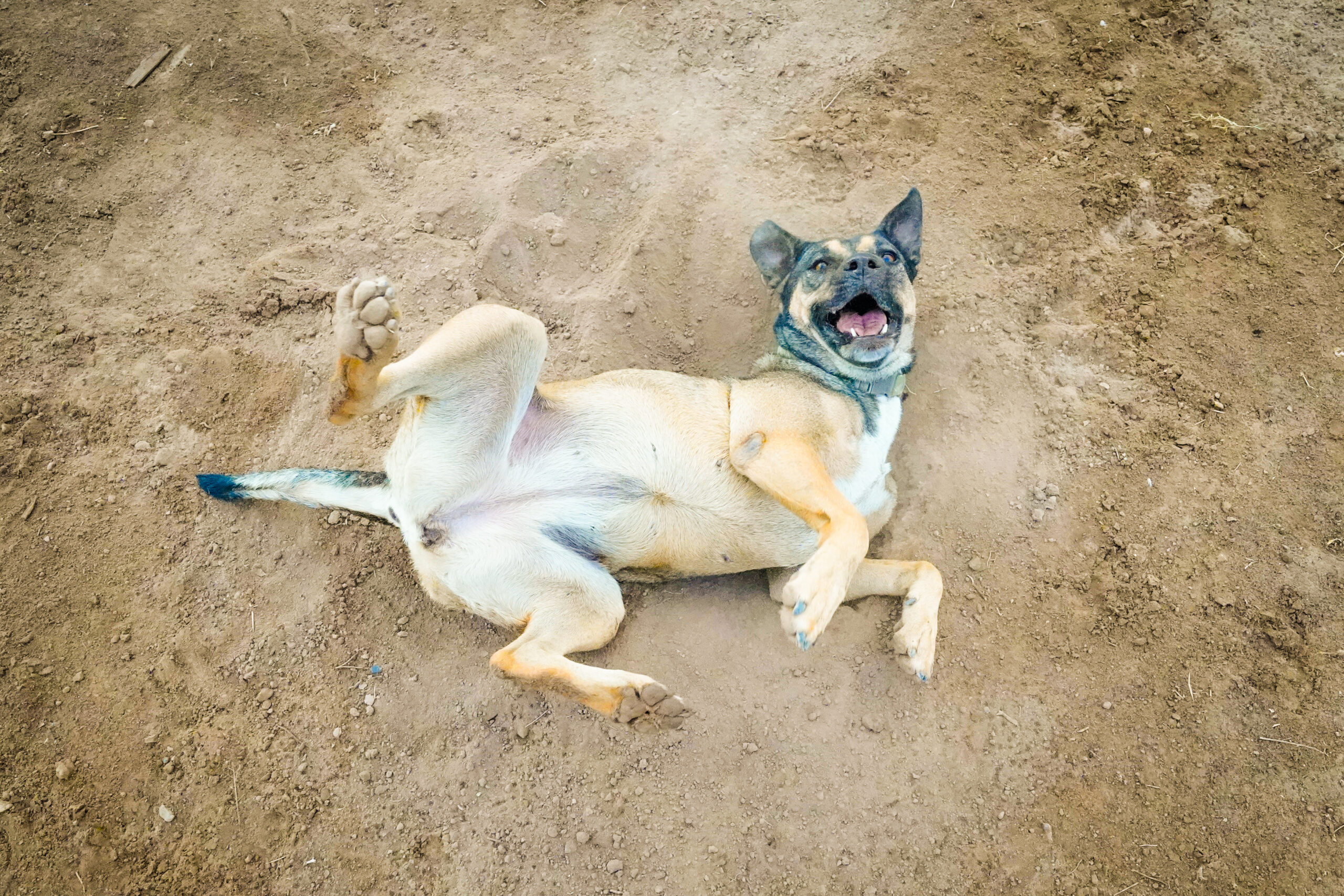 happy dog rolling around in dirt