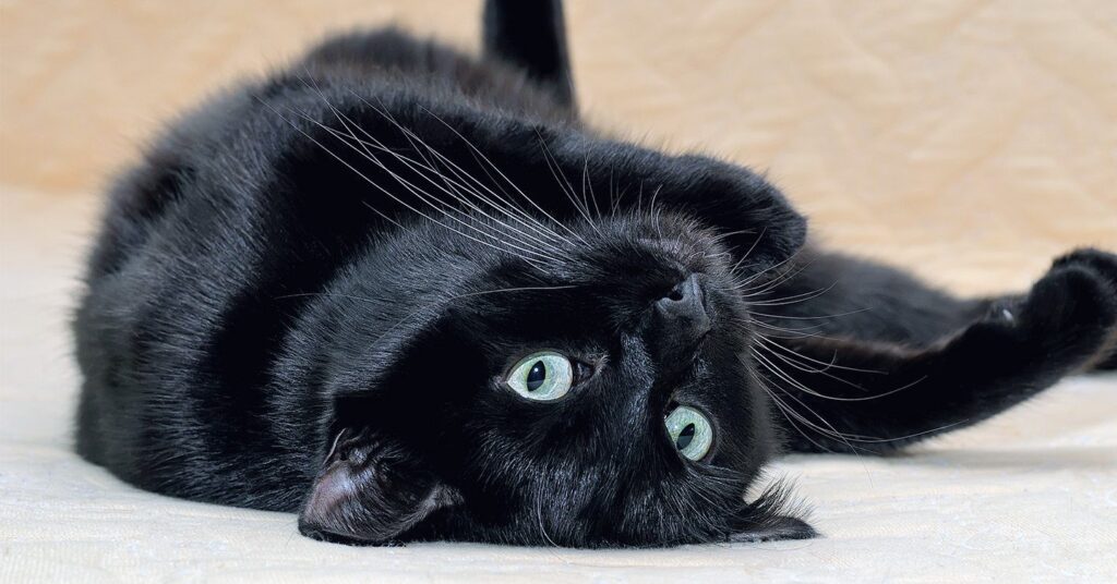 10 Best Names For Black Cats — Pumpkin®