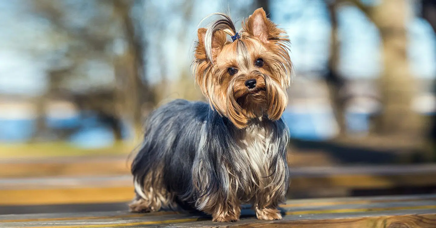 a yorkshire terrier posing for the camera