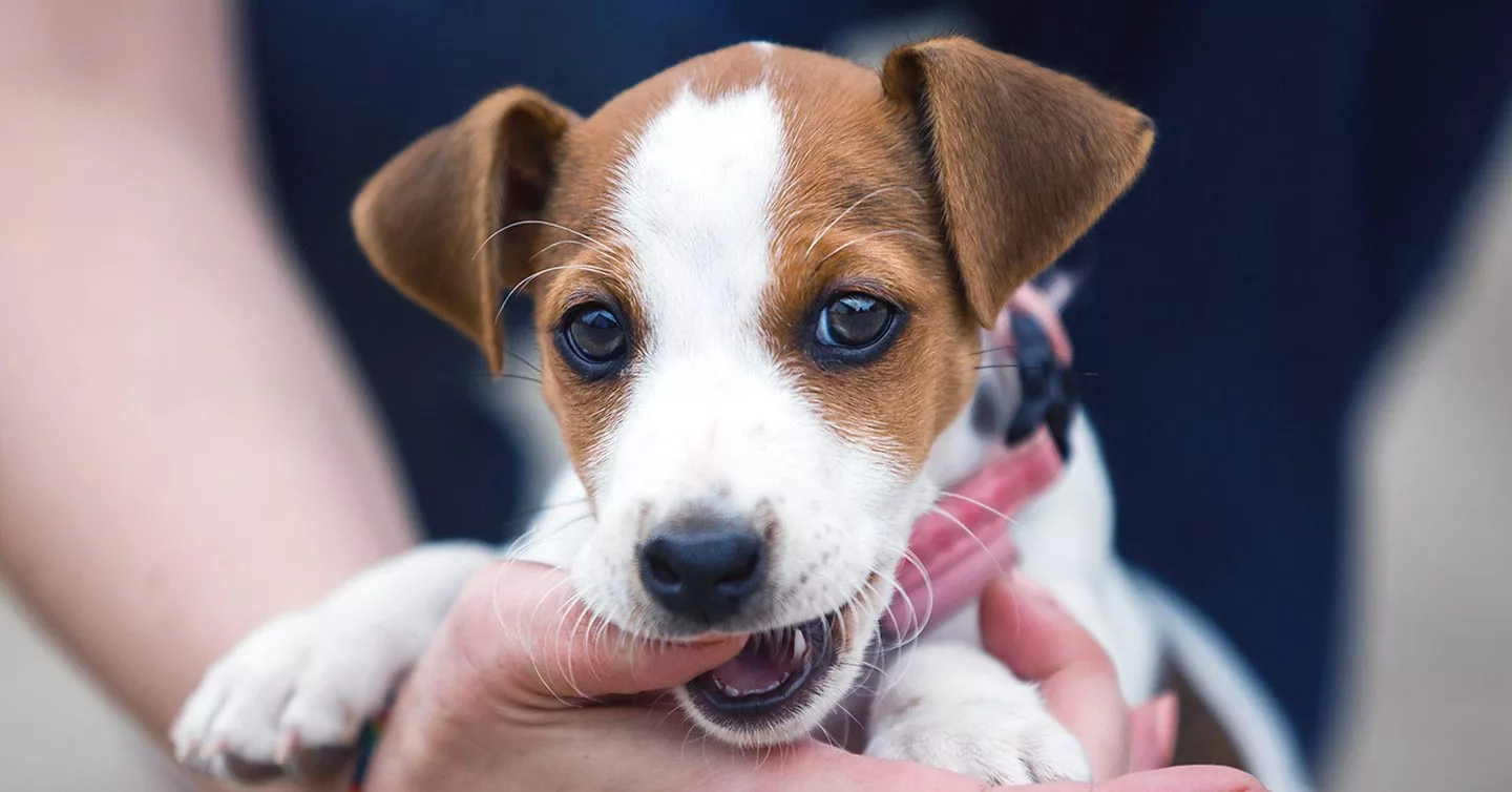 Puppy Biting How to get this annoying behavior to stop Pumpkin