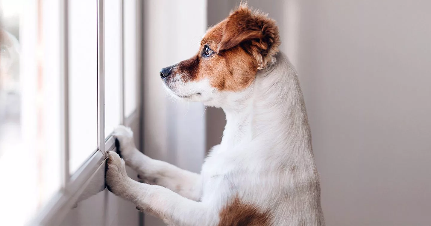 Dog Anxiety and Calming in Dog Health and Wellness 