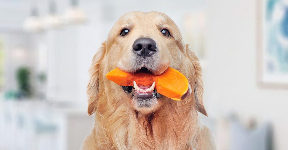 Pumpkin For Dogs Health Benefits And Guide Pumpkin   What Are The Health Benefits Of Pumpkin For Dogs 1200x628 