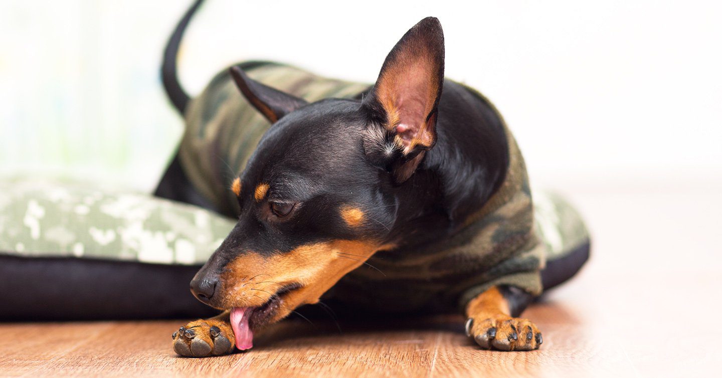 Why Do Dogs Lick Their Paws Pumpkin 